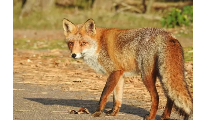 12.02.2025 Veterinárne opatrenia